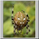 Araneus quadratus - Vierfleck-Kreuzspinne w05.jpg